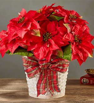 The FTD� Happiest Holidays� Poinsettia