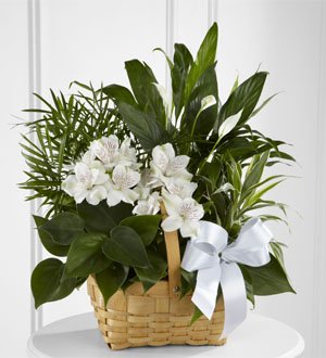 The FTD� Peace & Serenity� Dishgarden