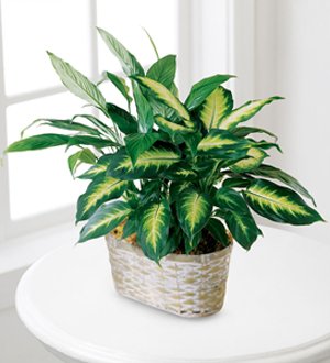 The FTD? Spathiphyllum and Dieffenbachia