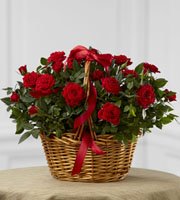 The FTD� Mini Rose