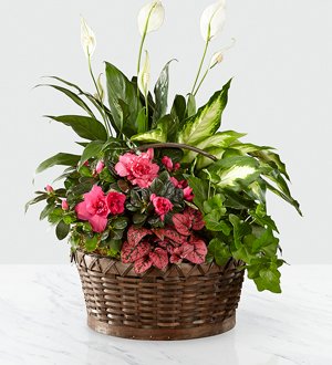 The FTD� Dream in Pink� Dishgarden