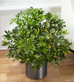 The FTD� Schefflera Arboricola