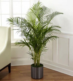 The FTD� Palm
