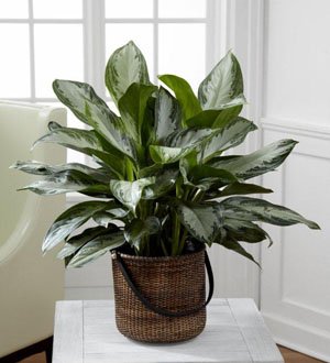 The FTD� Chinese Evergreen