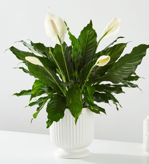 Comfort Planter