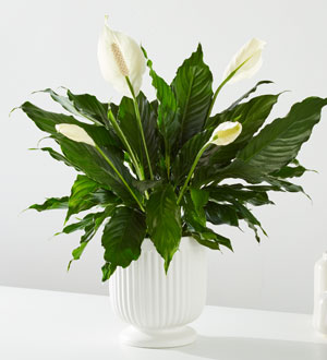 Comfort Planter