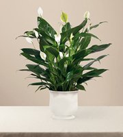 Comfort Planter
