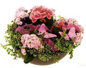 Arrangement of Plants