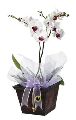 Planted Bowl of Orchid