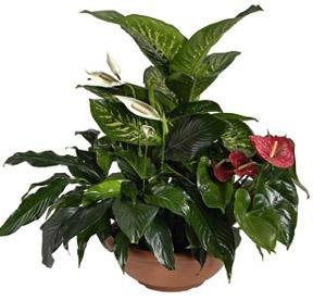 Arrangement of Plants