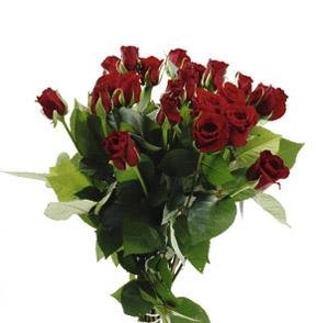 Bouquet of Red Roses