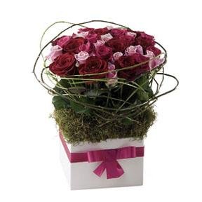 Rose Delight