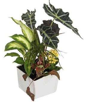 Arrangement of Plants