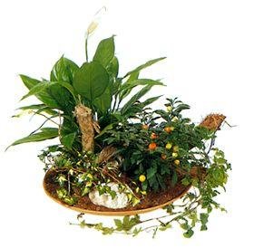 Arrangement of Plants