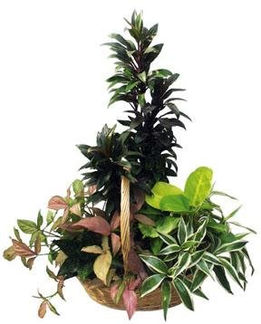 Arrangement of Plants