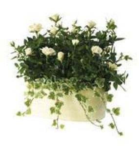 Cream Rose Planter