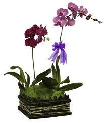 Phalaenopsis