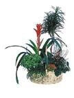 Arrangement of Plants