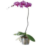 The FTD? Lavender Phalaenopsis Orchid