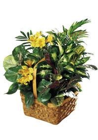 The FTD? A Bit Of Sunshine? Basket