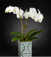 The FTD� Elegant Impressions� Luxury Orchid