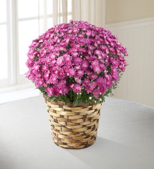The FTD� Devotion� Pink Mum