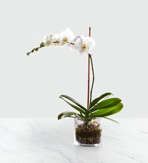 The FTD� White Orchid Planter